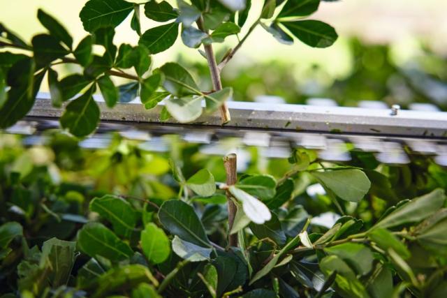 STIHL HSA 40 Hækkeklipper, 500mm/20', U. batteri+lader 